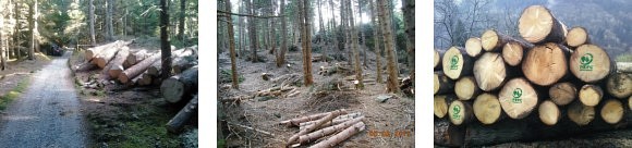 Foreste e legna
